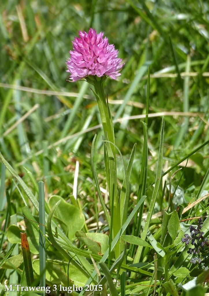 Orchidee alpine austriache ( M.Traweng, Burgeralm, Petzen, M.Dobratsch)